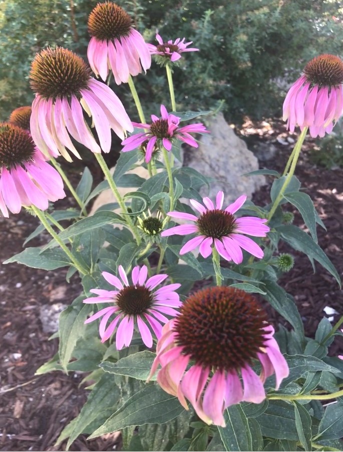 Adult Protective Services visual