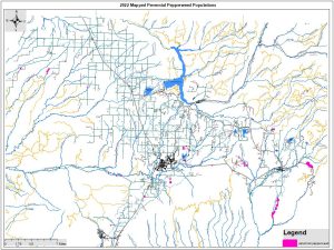 Perennial Pepperweed
